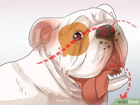 Imagen titulada Treat Respiratory Problems in Bulldogs Step 1