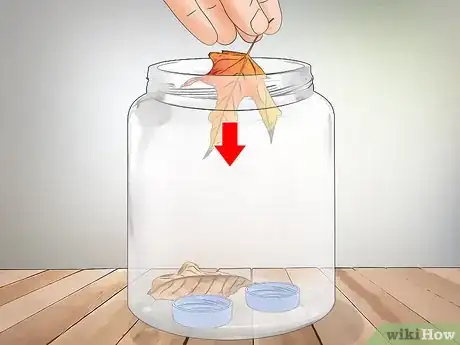 Imagen titulada Keep a Pet Fly Step 4