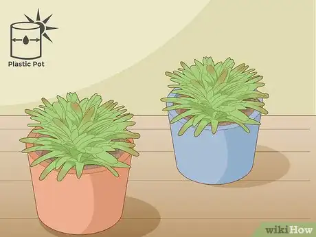 Imagen titulada Care for a Bromeliad Step 4