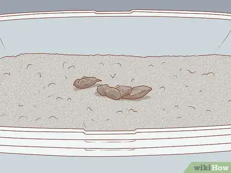 Imagen titulada Treat a Cat with Blood in Its Stool Step 13
