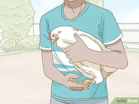 Imagen titulada Hold a Chicken Step 6