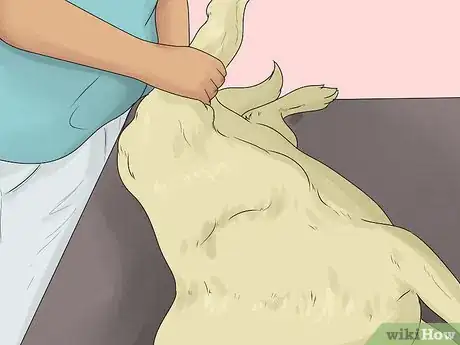 Imagen titulada Relieve Hip Pain in Dogs Step 3