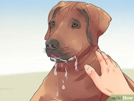 Imagen titulada Recognize Bloat in Dogs Step 4