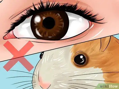 Imagen titulada Determine if Your Hamster Is Blind Step 1