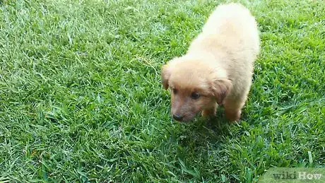 Imagen titulada House Train a Puppy Step 1