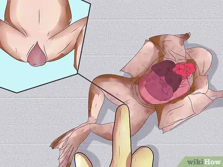 Imagen titulada Dissect a Frog Step 23