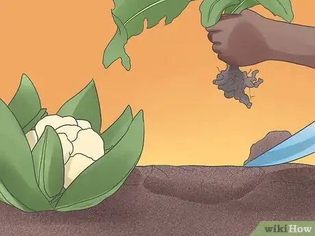 Imagen titulada Grow Cauliflower Step 12