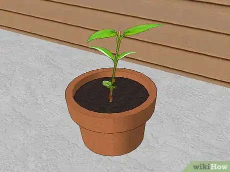 Imagen titulada Propagate Clematis Step 8