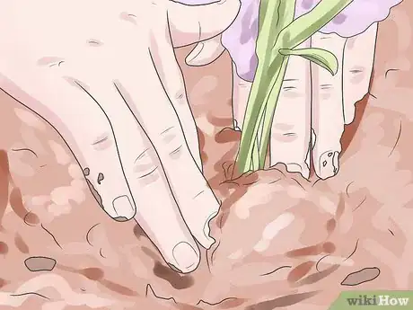 Imagen titulada Care for Geraniums in Winter Step 16
