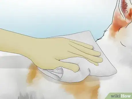 Imagen titulada Deskunk Your Dog Step 8