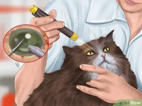 Imagen titulada Diagnose Feline Cataracts Step 11