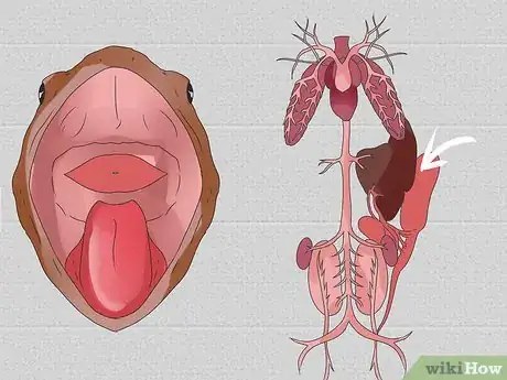 Imagen titulada Dissect a Frog Step 17