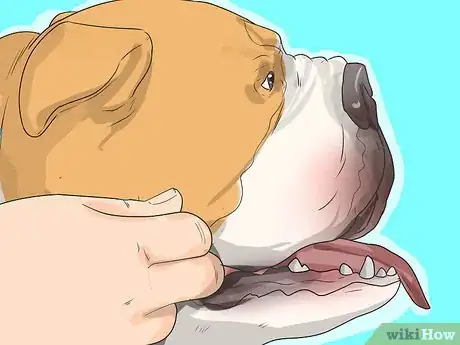 Imagen titulada Treat Respiratory Problems in Bulldogs Step 9