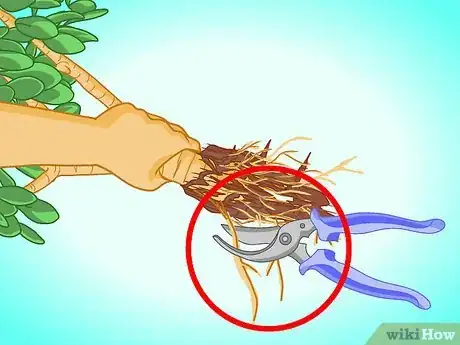 Imagen titulada Transplant a Jade Plant Step 9
