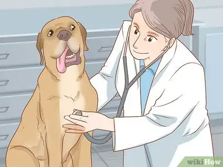 Imagen titulada Care for Dogs Step 11