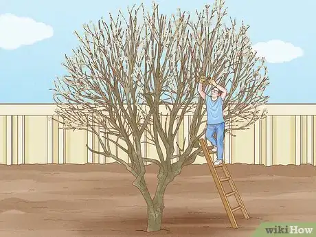 Imagen titulada Prune a Magnolia Tree Step 13