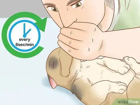 Imagen titulada Revive a Puppy Step 15