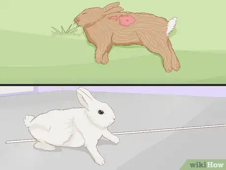 Imagen titulada Care for an Injured Rabbit Step 13