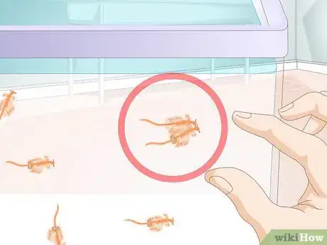 Imagen titulada Care for Sea Monkeys Step 13
