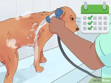 Imagen titulada Help a Dog in Heat Step 4