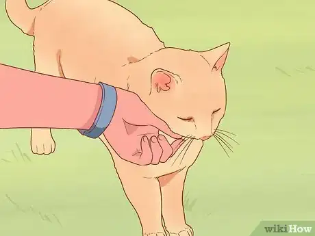Imagen titulada Greet a Cat Step 8