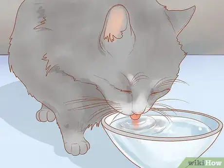 Imagen titulada Treat Hoarseness in Cats Step 9