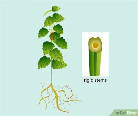 Imagen titulada Identify Nettles Step 10