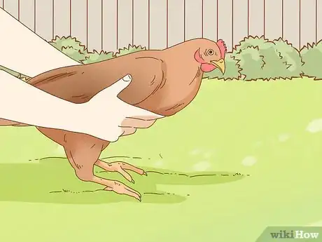 Imagen titulada Hold a Chicken Step 9