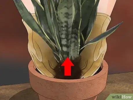 Imagen titulada Transplant a Plant Step 17
