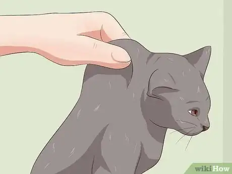 Imagen titulada Deactivate Your Cat Step 4
