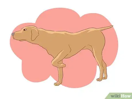 Imagen titulada Help Your Dog Deal with the Death of Another Dog Step 2