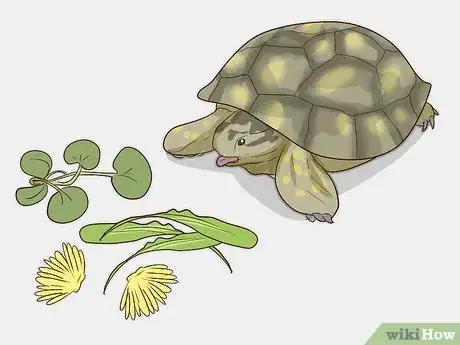 Imagen titulada Take Care of a Russian Tortoise Step 9