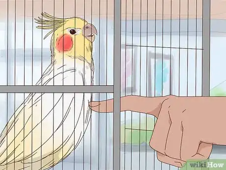 Imagen titulada Train Cockatiels Step 8