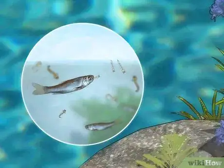 Imagen titulada Prevent Mosquitoes from Breeding Step 12