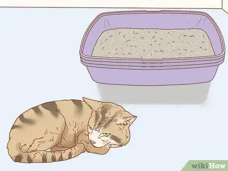 Imagen titulada Treat a Cat with Blood in Its Stool Step 16