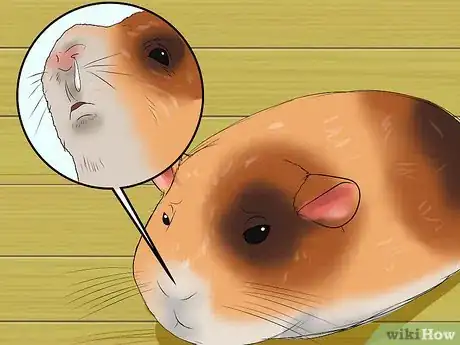 Imagen titulada Know if a Pet Guinea Pig Is Ill Step 10
