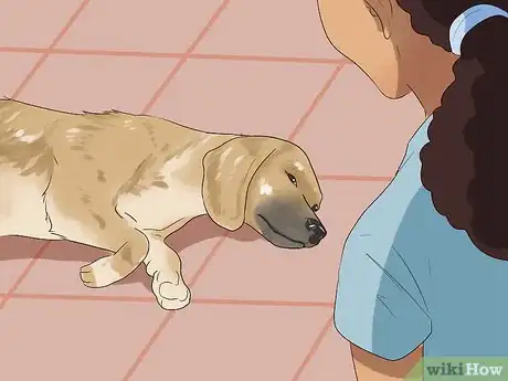 Imagen titulada Diagnose Tapeworms in Dogs Step 3