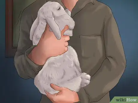 Imagen titulada Get Your Bunny Used to You Step 10