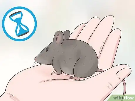 Imagen titulada Care for an Injured Pet Mouse Step 9