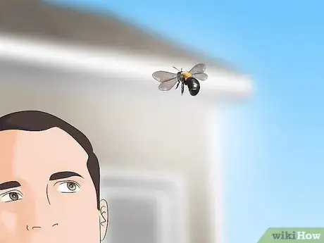 Imagen titulada Identify Carpenter Bees Step 7