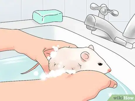 Imagen titulada Take Care of a Paralyzed Rat Step 12