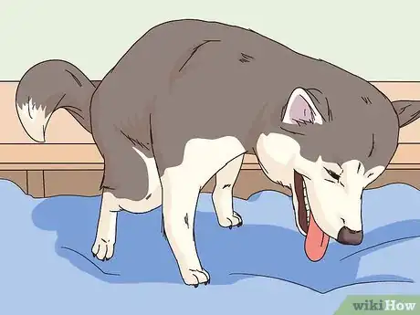 Imagen titulada Monitor the Stages of Labor in Dogs Step 7