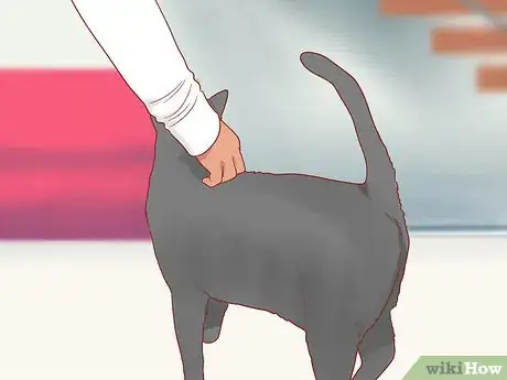 Imagen titulada Greet a Cat Step 13