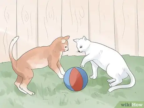 Imagen titulada Tell if Your Cat Is Deaf Step 8