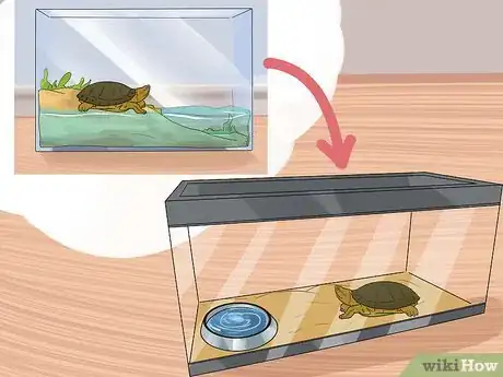 Imagen titulada Take Care of a Land Turtle Step 24