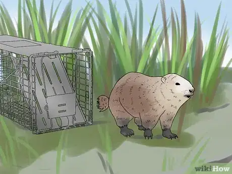 Imagen titulada Trap a Groundhog Step 12