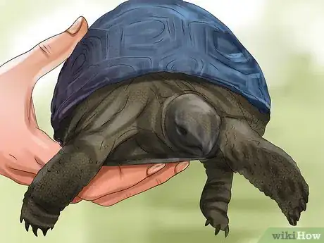 Imagen titulada Tell a Turtle's Age Step 1