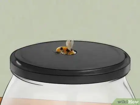 Imagen titulada Get a Bee out of the House Step 13
