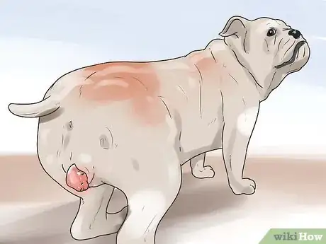Imagen titulada Help Your Dog Whelp or Deliver Puppies Step 13