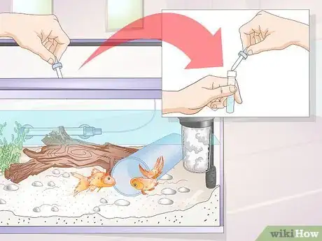 Imagen titulada Introduce a Pleco to a Goldfish Tank Step 7